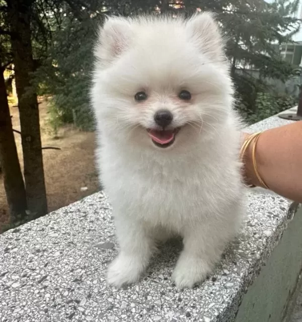Kar Beyaz Pomeranian Boo