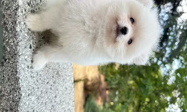 Kar Beyaz Pomeranian Boo