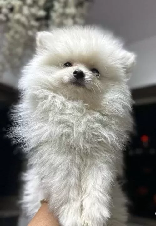 Kar Beyaz Pomeranian Boo