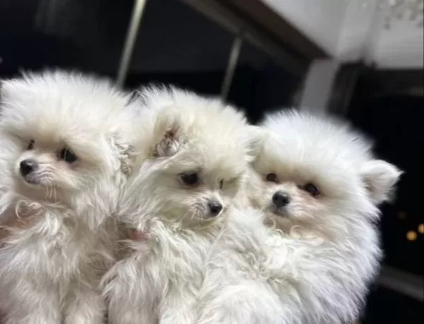 Kar Beyaz Pomeranian Boo