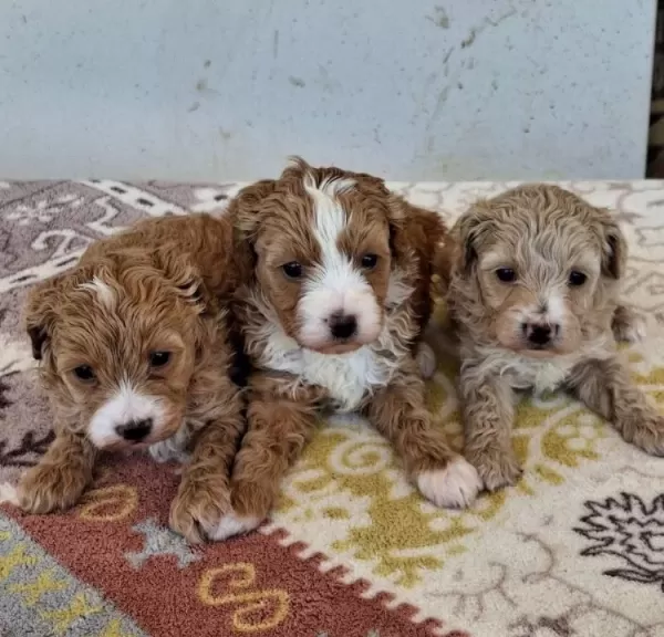 Poodledan Farksız Maltipoo