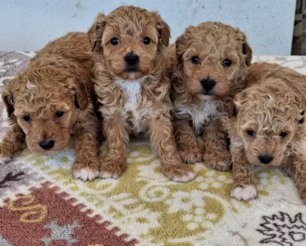 Poodledan Farksız Maltipoo