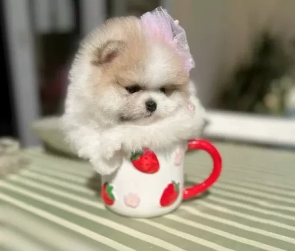 Teacup Partikolor Mini Boy Disi