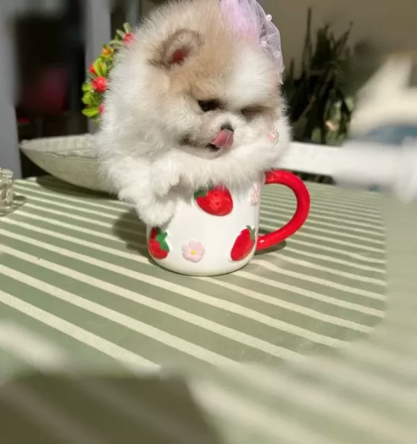 Teacup Partikolor Mini Boy Disi