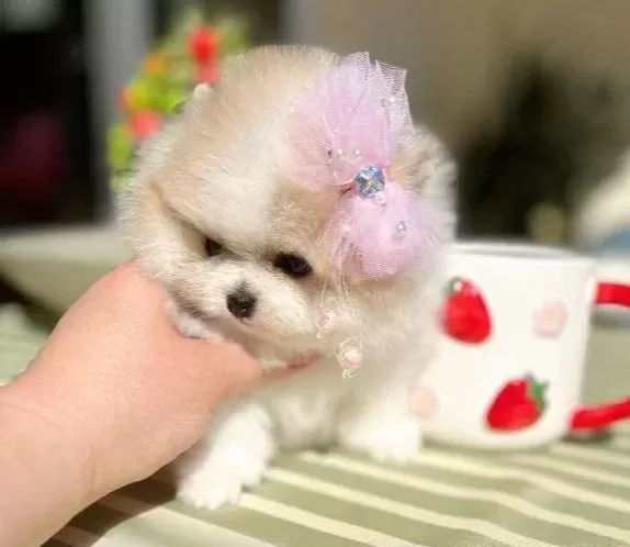 Teacup Partikolor Mini Boy Disi