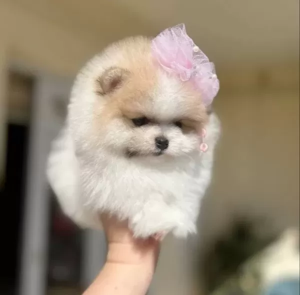 Teacup Partikolor Mini Boy Disi