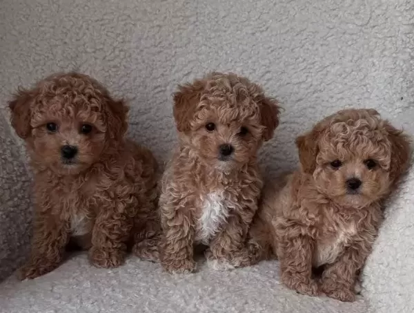 Maltipoo Cinsi Yavrular