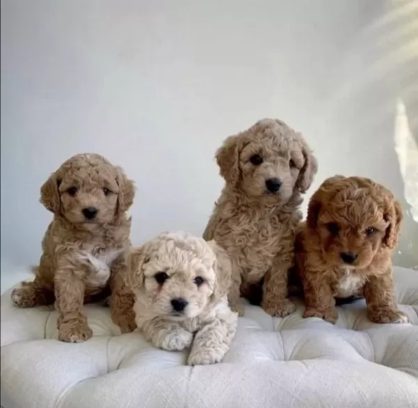 Maltipoo Cinsi Yavrular