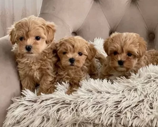 Maltipoo Cinsi Yavrular