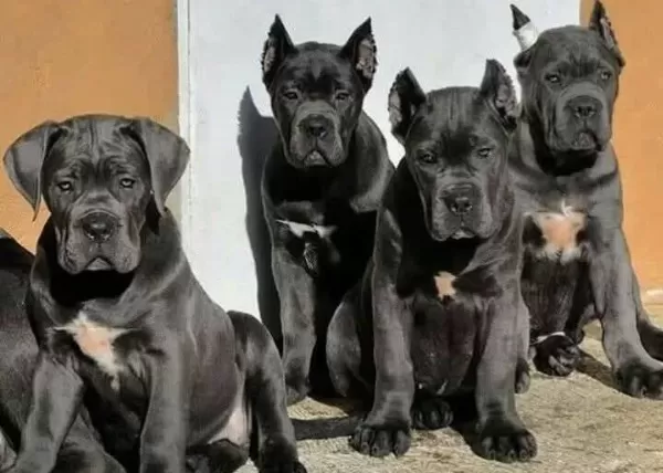 Show Class Blue Cane Corso
