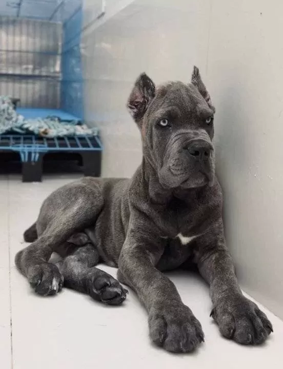 Show Class Blue Cane Corso