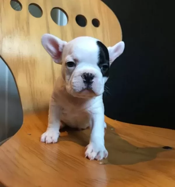 Asili Ust Kalite French Bulldog Bebeklerimiz