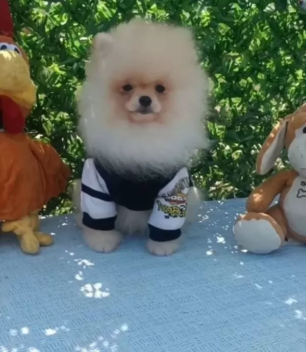 Harika Saglıklı Pomeranian Boo