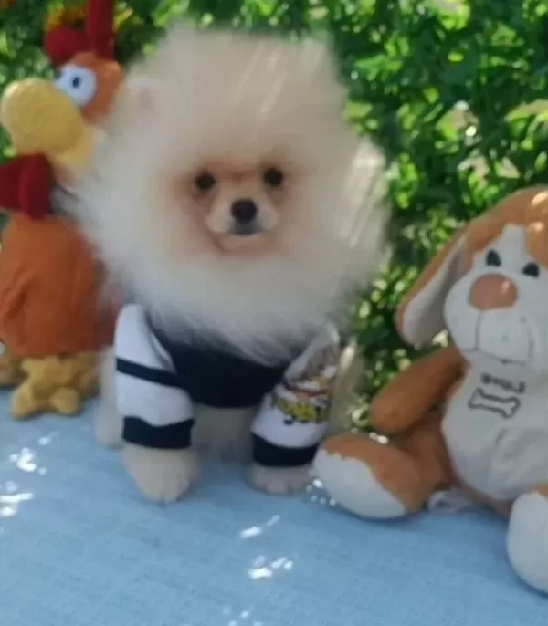 Harika Saglıklı Pomeranian Boo