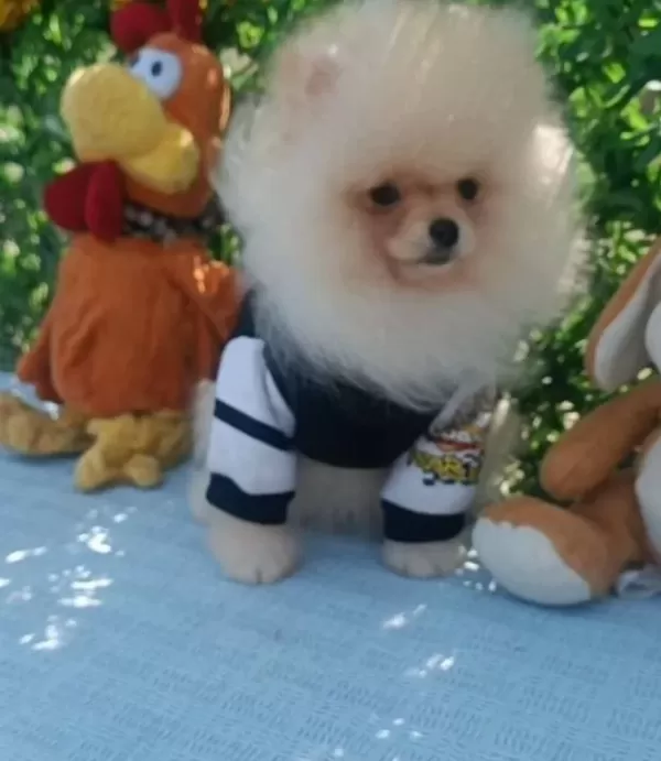 Harika Saglıklı Pomeranian Boo