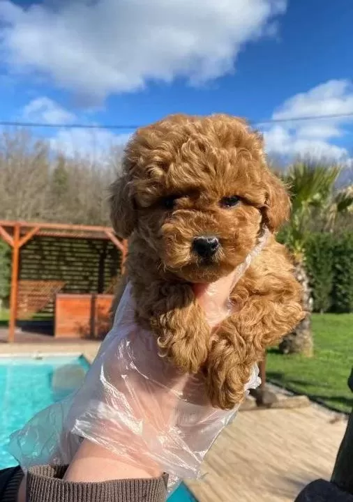 Toy Poodle Yavrumuzz