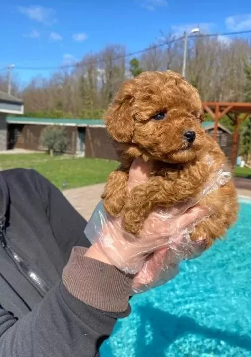 Toy Poodle Yavrumuzz
