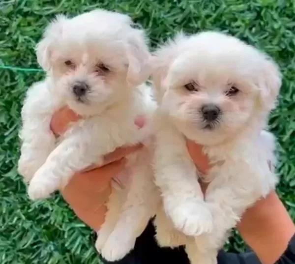 Bembeyaz Maltese Terrier Cinsi Yavrular