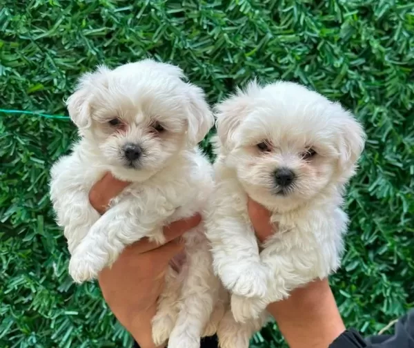 Bembeyaz Maltese Terrier Cinsi Yavrular