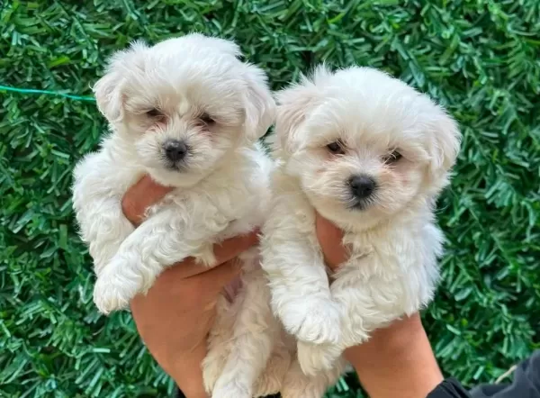 Bembeyaz Maltese Terrier Cinsi Yavrular