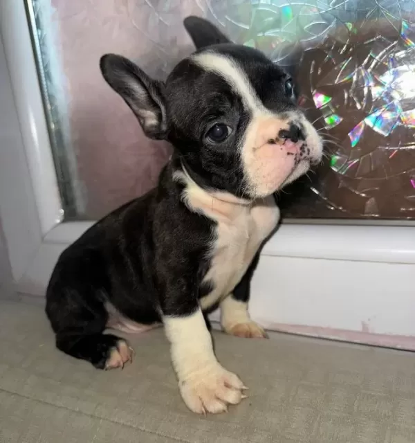 French Bulldog Guzellikler Yeni Yuvasini Ariyor