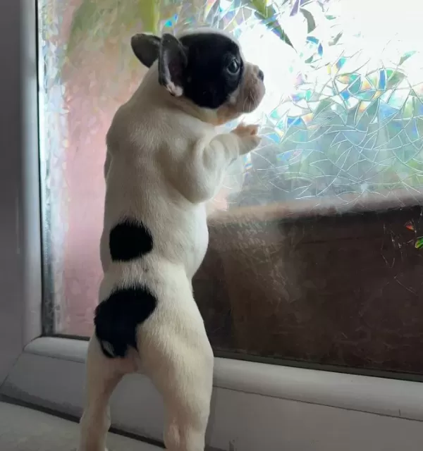 French Bulldog Guzellikler Yeni Yuvasini Ariyor