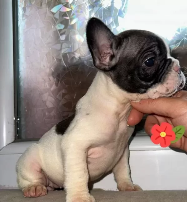 French Bulldog Guzellikler Yeni Yuvasini Ariyor