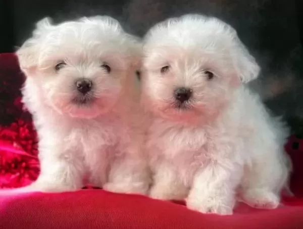 Maltese Terrier Cinsi Yavrular