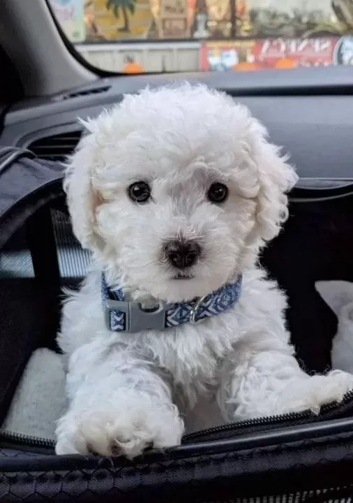 Maltese Terrier Cinsi Yavrular