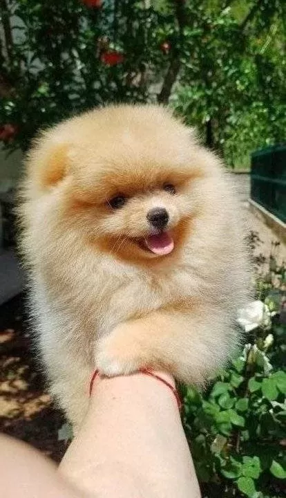 Pomeranian Boo Yavrularımız