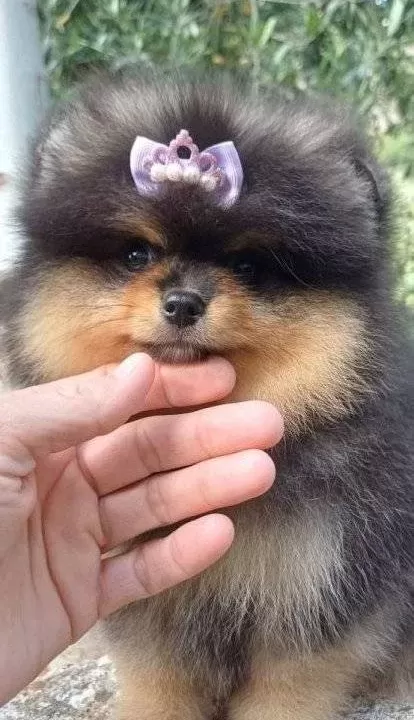 Pomeranian Boo Yavrularımız