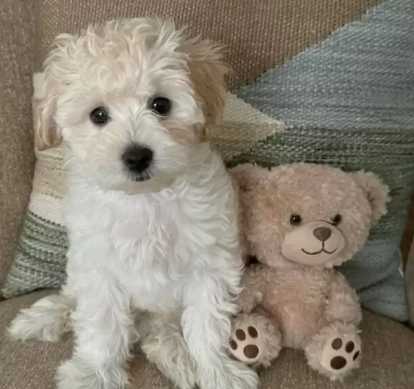 Kar Beyaz Maltese Terrier Cinsleri