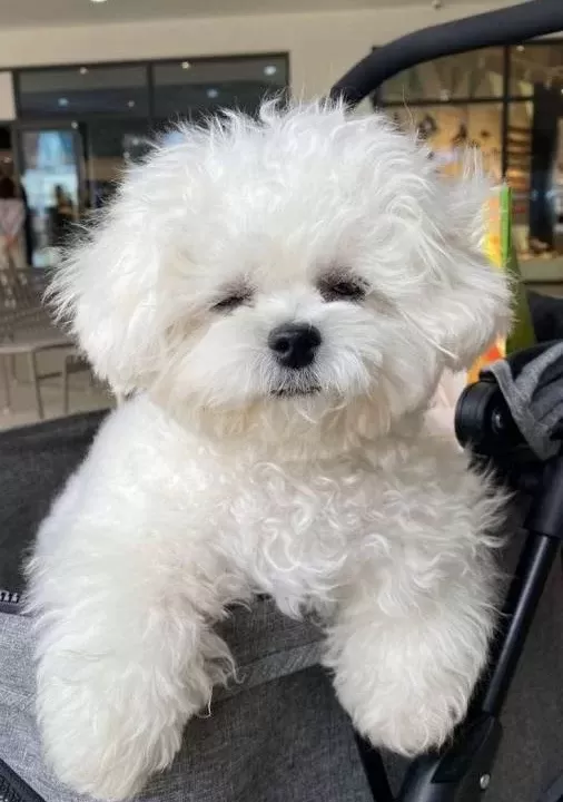 Kar Beyaz Maltese Terrier Cinsleri