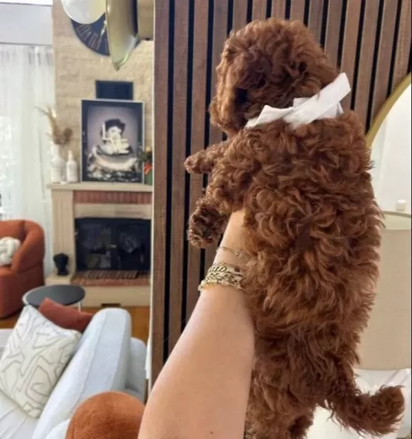 Tarcının Oglu 3 Aylık Asılı