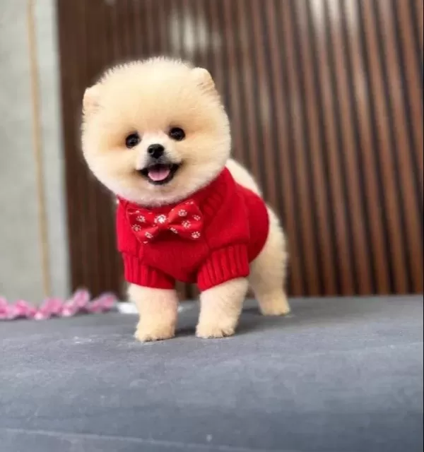 Ayı Surat Pomeranian Boo