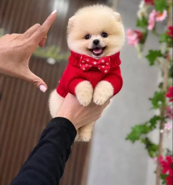 Ayı Surat Pomeranian Boo