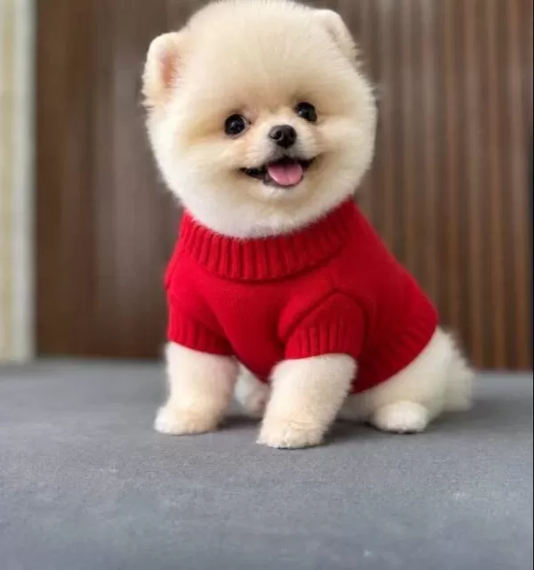 Ayı Surat Pomeranian Boo