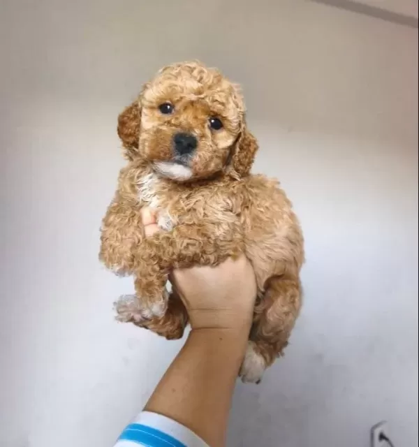 Maltipoo Yavrularımız