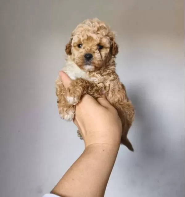 Maltipoo Yavrularımız