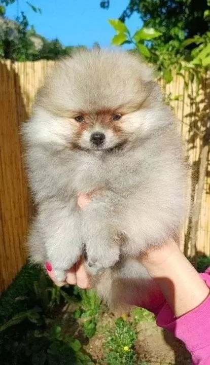 Sevimli Pomeranian Boo