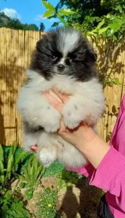 Sevimli Pomeranian Boo