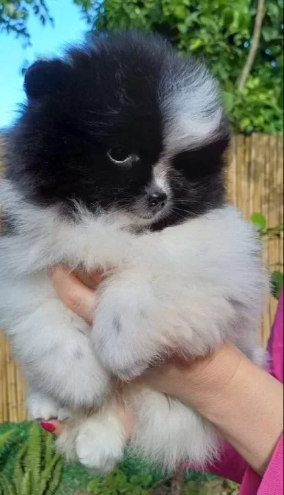 Sevimli Pomeranian Boo