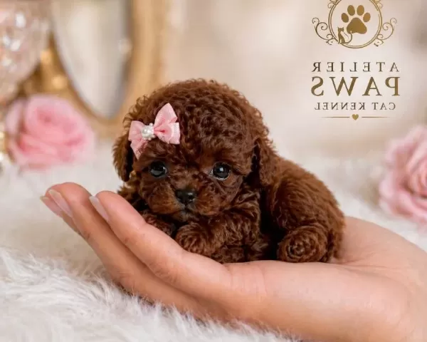Teacup Poodle Bebeklerimiz