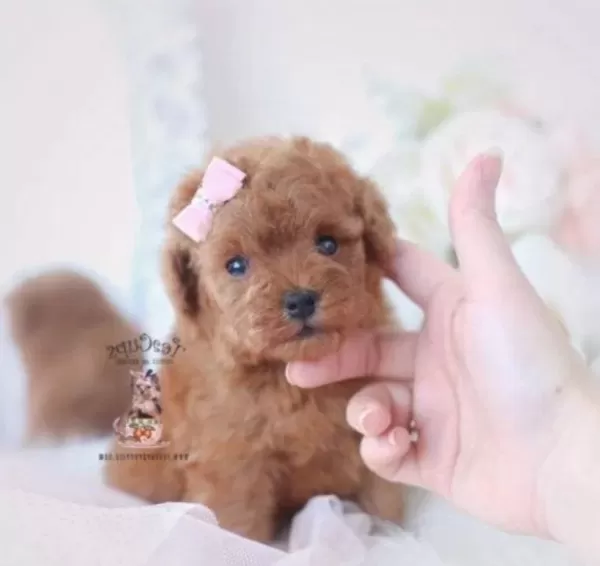 Teacup Poodle Bebeklerimiz