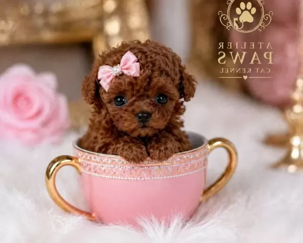 Teacup Poodle Bebeklerimiz