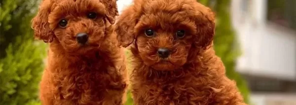 Teacup Poodle Bebeklerimiz