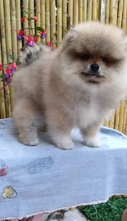 Sevimli Pomeranian Boo