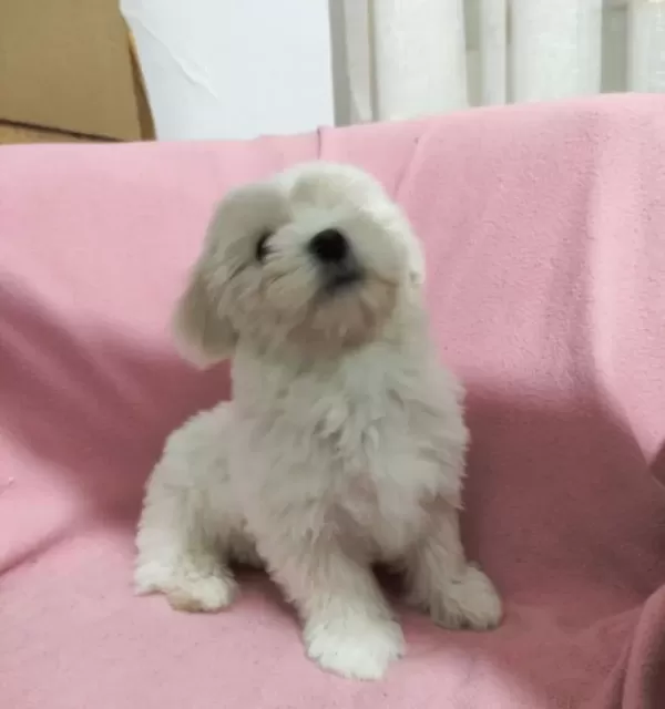3 Aylık Erkek Terrier