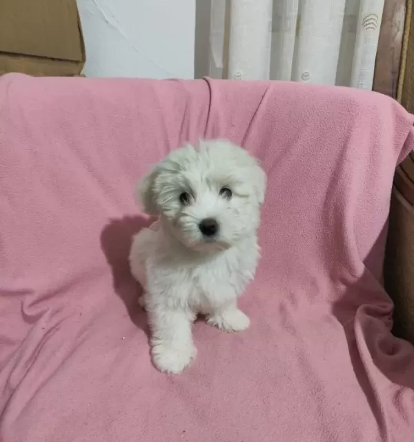 3 Aylık Erkek Terrier
