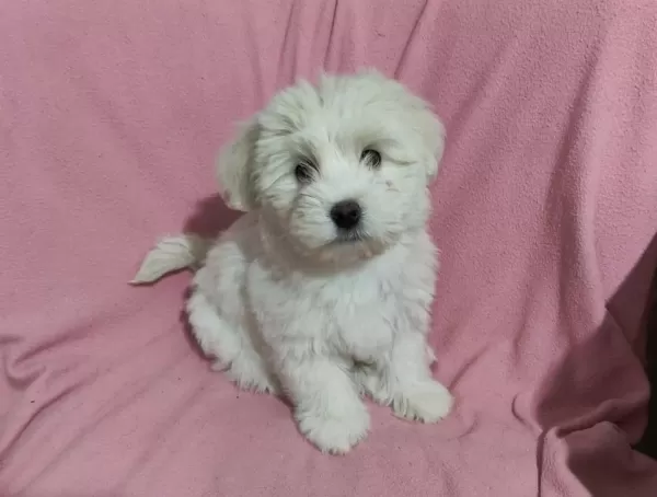 3 Aylık Erkek Terrier
